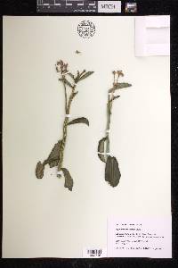 Euphorbia neococcinea image