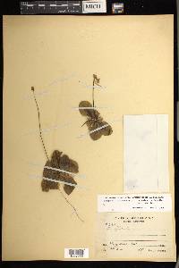 Pinguicula moranensis image