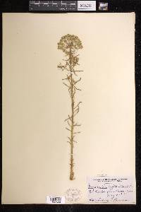 Euphorbia cyparissias image