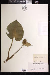 Calla palustris image