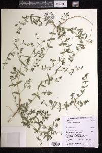 Chamaesyce hyssopifolia image