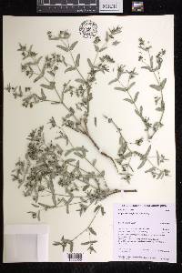 Euphorbia coghlanii image
