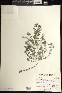 Euphorbia granulata image