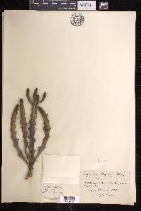 Euphorbia trigona image