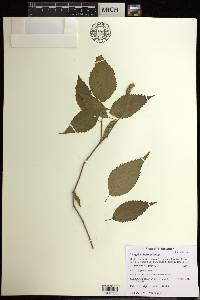 Acalypha chordantha image