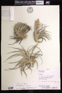 Tillandsia recurvifolia image