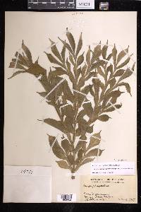 Amorphophallus paeoniifolius image