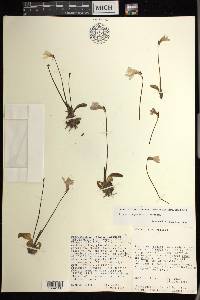 Pinguicula parvifolia image