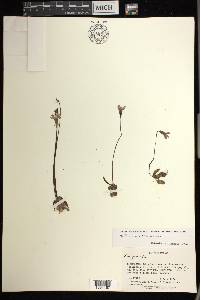 Pinguicula parvifolia image