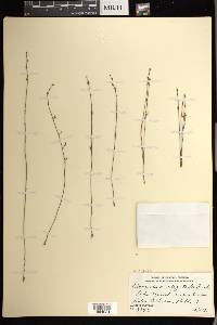 Utricularia juncea image