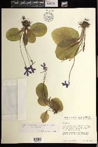 Pinguicula macrophylla image