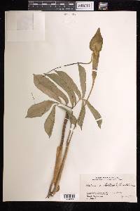 Arisaema heterophyllum image