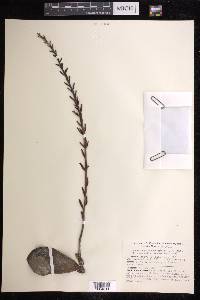 Adromischus sphenophyllus image