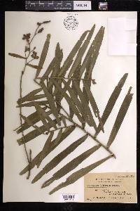 Pothoidium lobbianum image