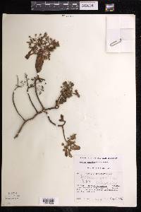 Aeonium goochiae image