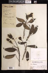 Rhaphidophora neoguineensis image