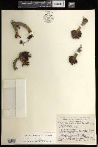 Pachyphytum hookeri image
