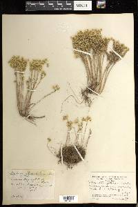 Sedum stenopetalum image