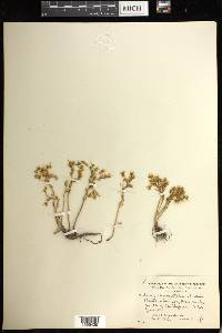 Sedum stenopetalum image