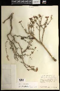 Sedum griseum image