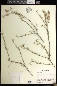 Croton betulinus image