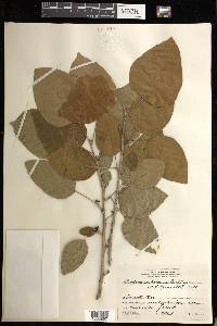 Croton arboreus image