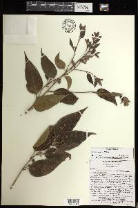 Croton arboreus image