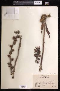 Echeveria paniculata image