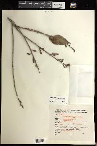 Croton arboreus image