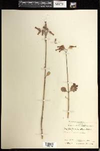 Kalanchoe laxiflora image