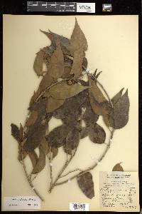 Croton arboreus image