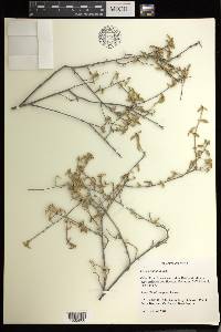 Croton betulinus image