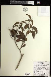 Croton arboreus image