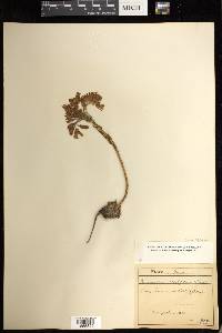 Sempervivum globiferum image