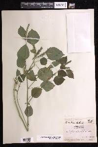 Acalypha setosa image