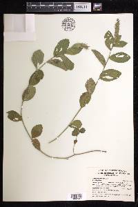 Acalypha phleoides image