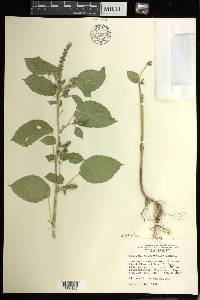 Acalypha ostryifolia image