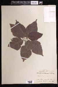 Acalypha wilkesiana image