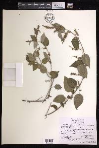 Acalypha synoica image