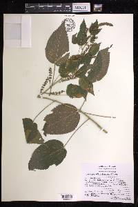 Acalypha subviscida image