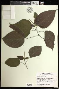 Acalypha cincta image