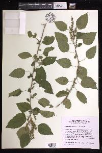 Acalypha synoica image