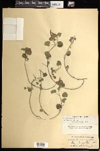 Acalypha monostachya image