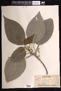 Acalypha wilkesiana image