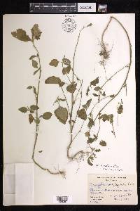 Acalypha setosa image