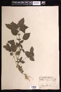 Acalypha polystachya image