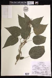 Acalypha subviscida image