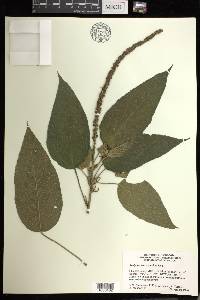 Acalypha macrostachya image