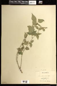 Acalypha phleoides image