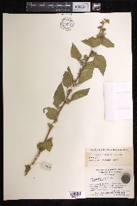 Acalypha fruticosa image
